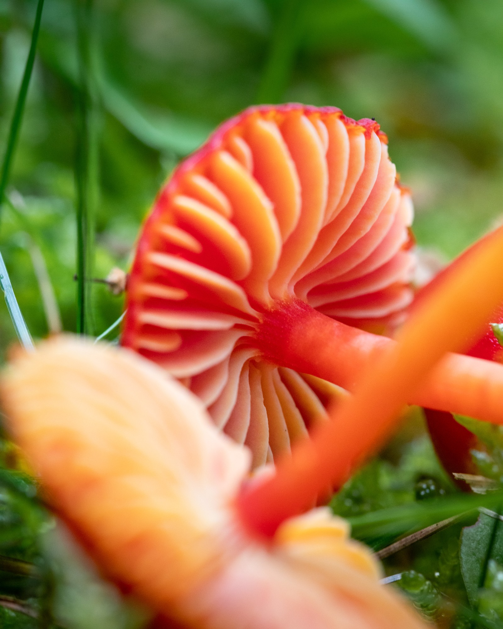 Hygrocybe coccinea