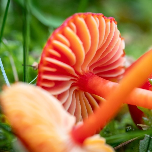 Hygrocybe coccinea