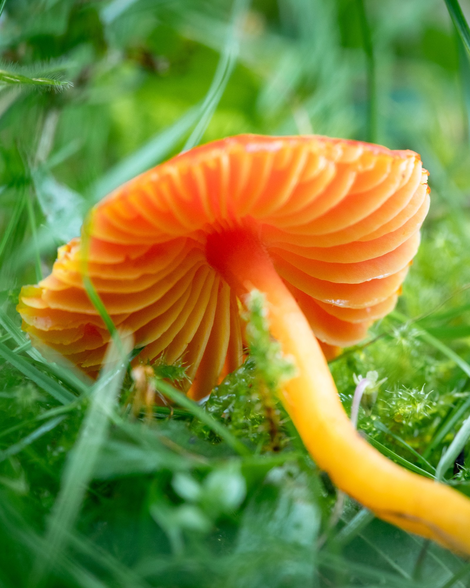 Hygrocybe coccinea