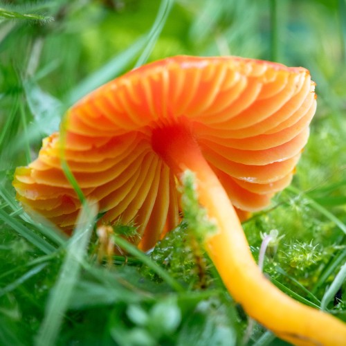 Hygrocybe coccinea