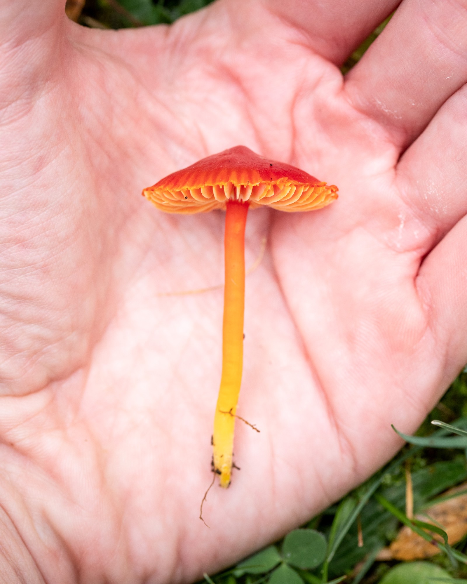 Hygrocybe coccinea