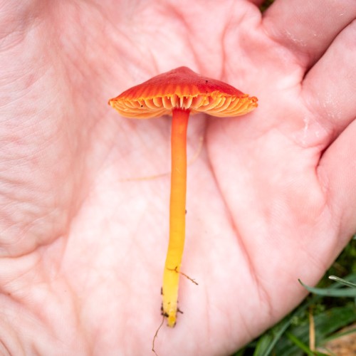Hygrocybe coccinea