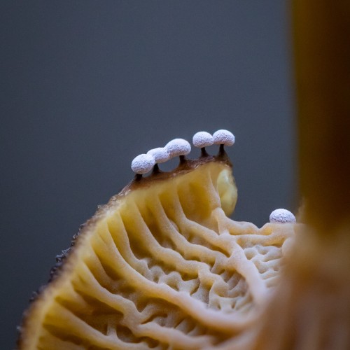 Didymium sp.
