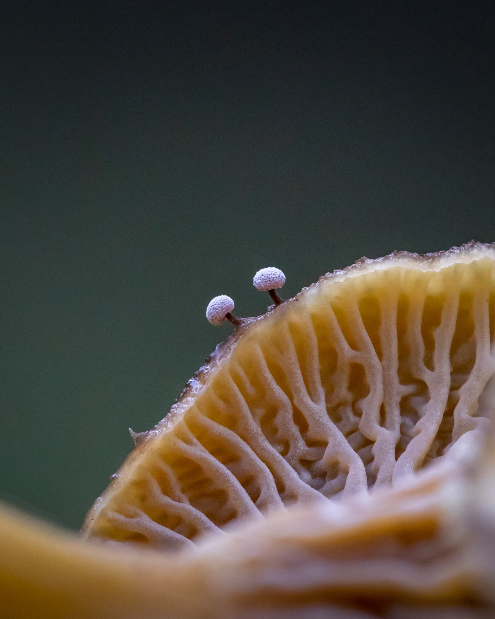 Didymium sp.