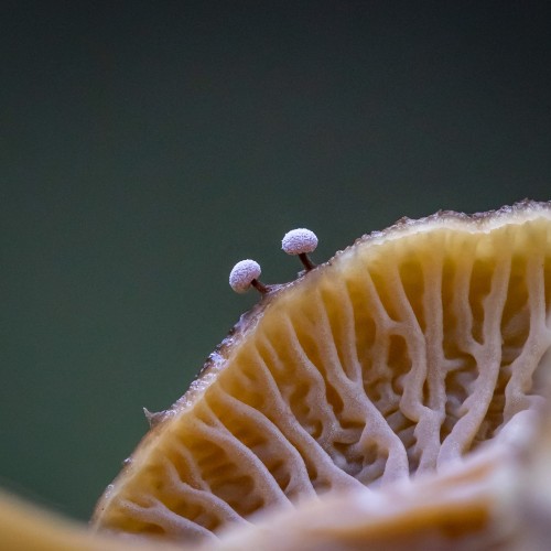 Didymium sp.