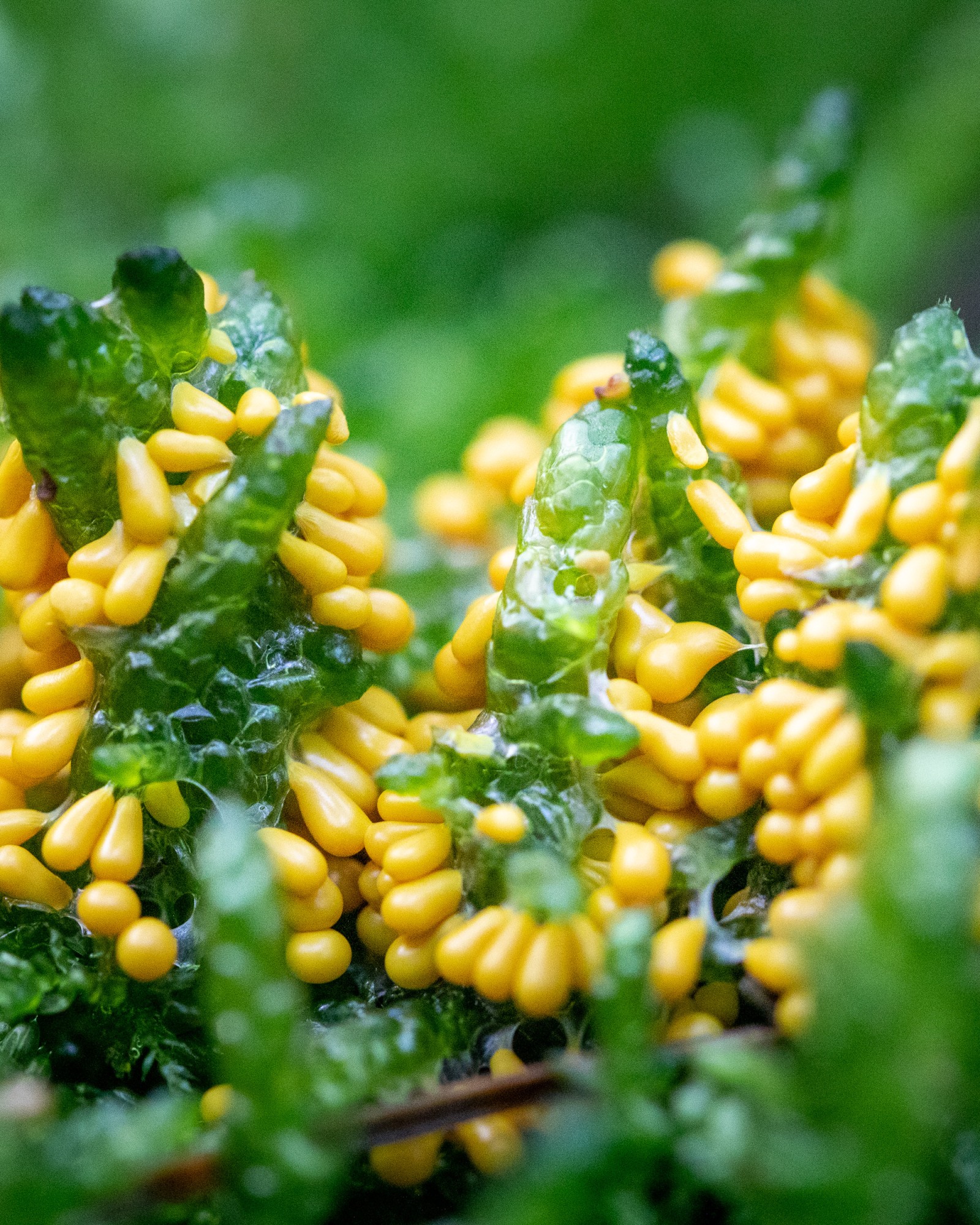 Leocarpus fragilis