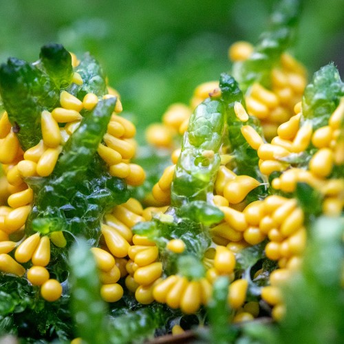 Leocarpus fragilis