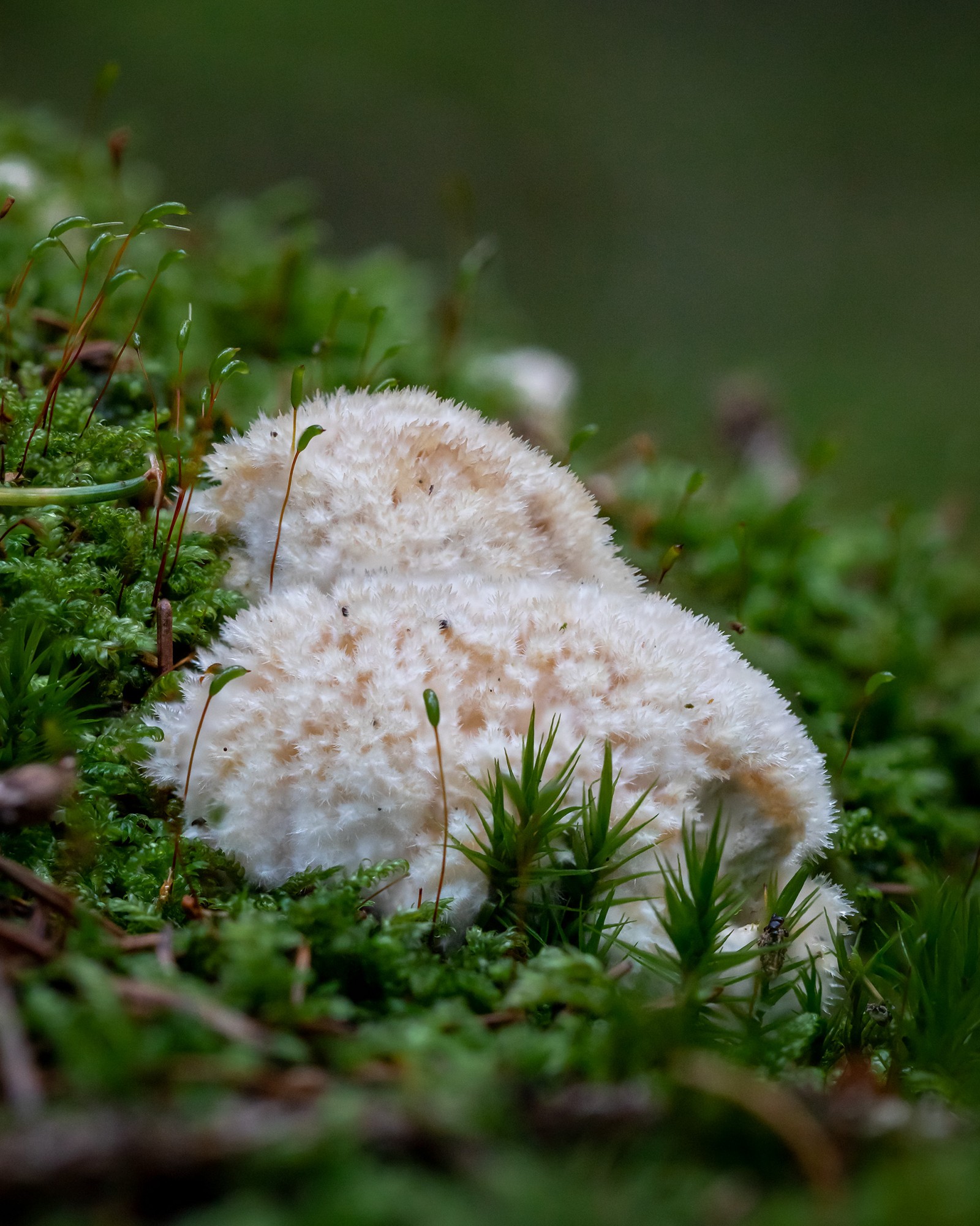 Postia ptychogaster