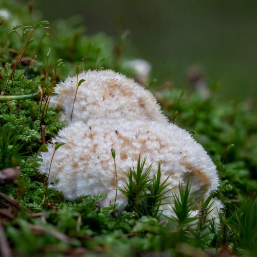 Postia ptychogaster