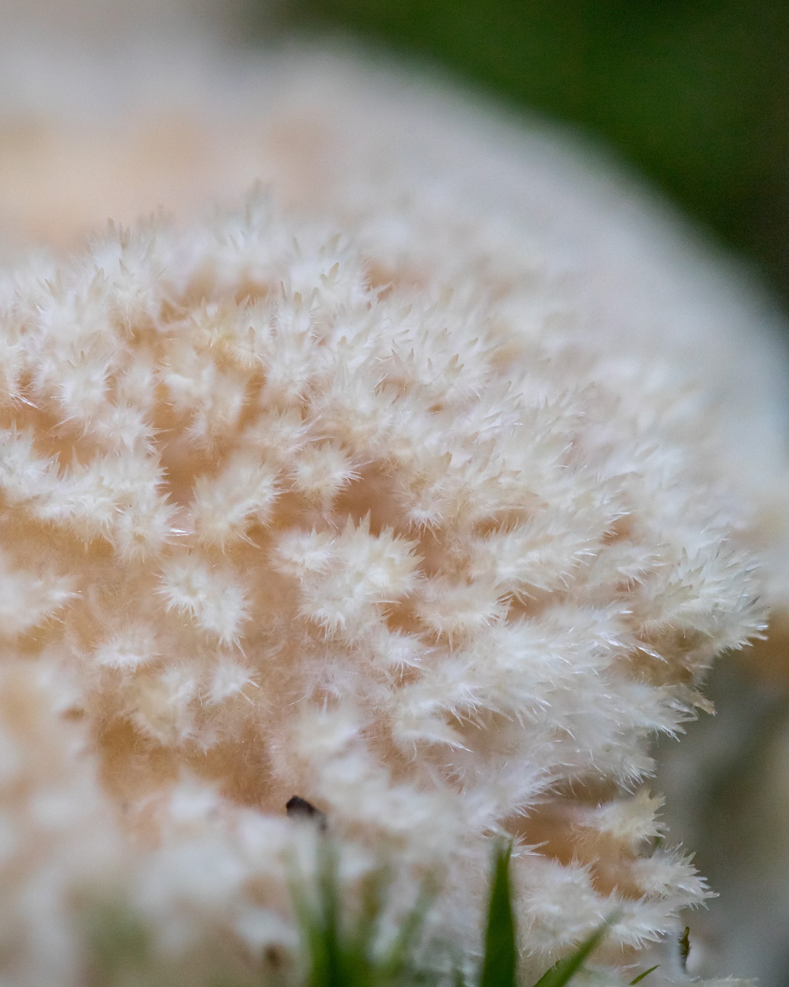 Postia ptychogaster