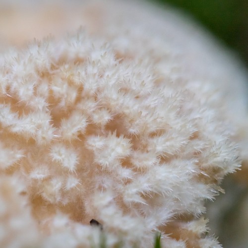 Postia ptychogaster