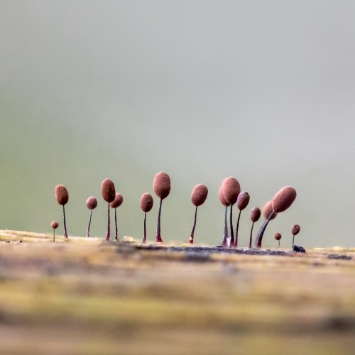 Comatricha sp.