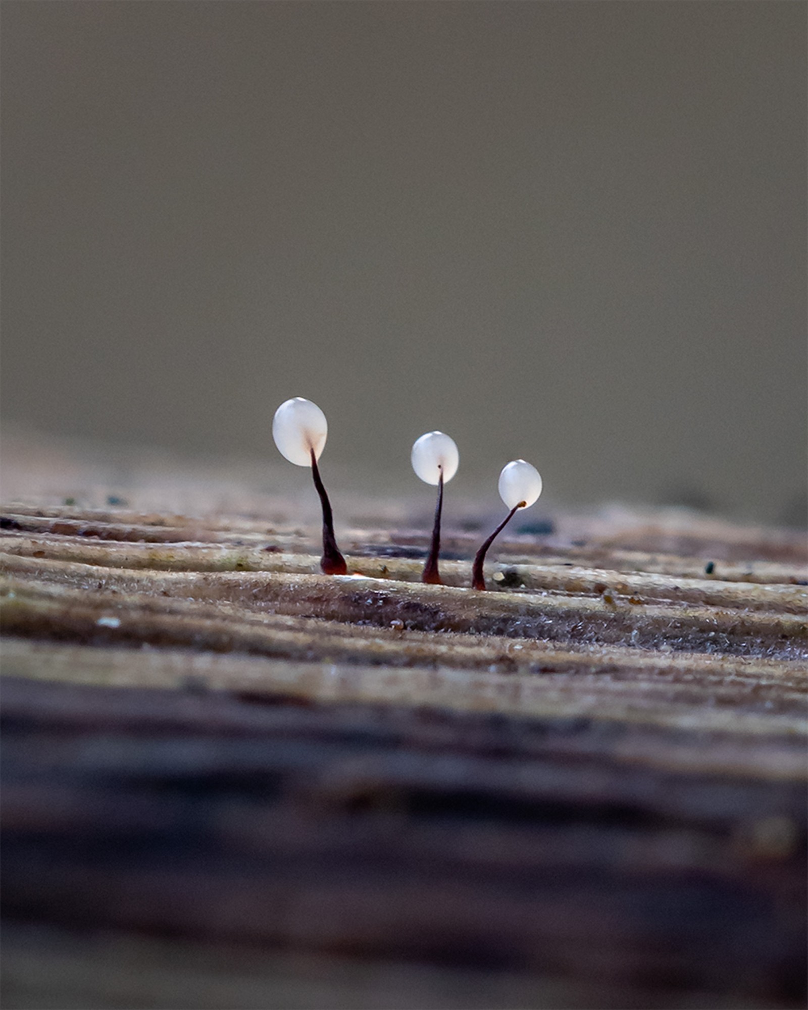 Comatricha sp.