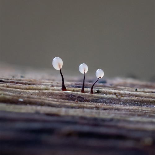 Comatricha sp.
