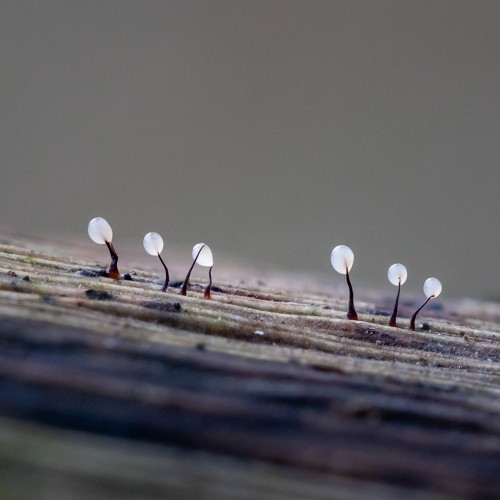 Comatricha sp.