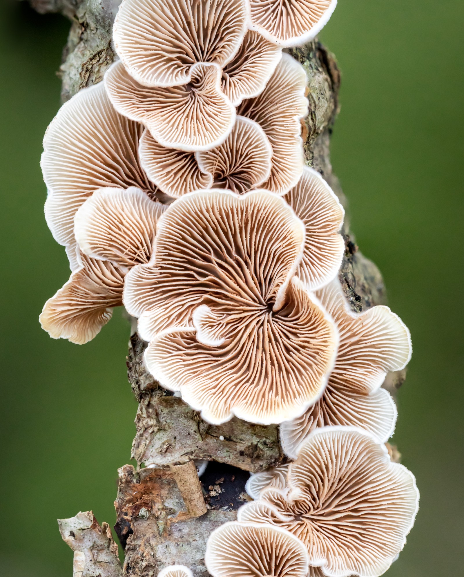 Crepidotus sp.