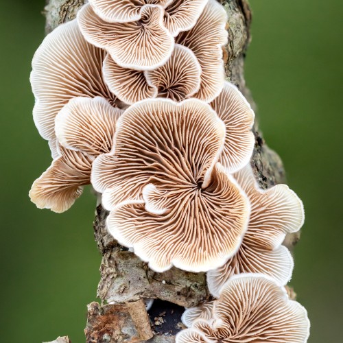 Crepidotus sp.
