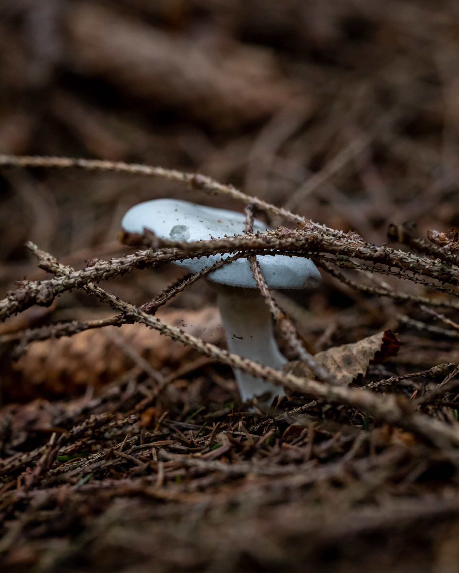 Clitocybe odora