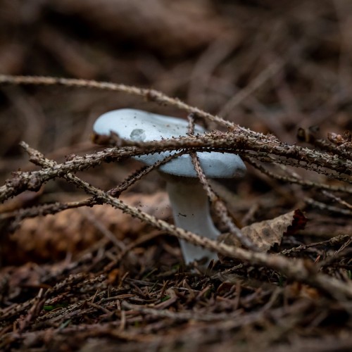 Clitocybe odora