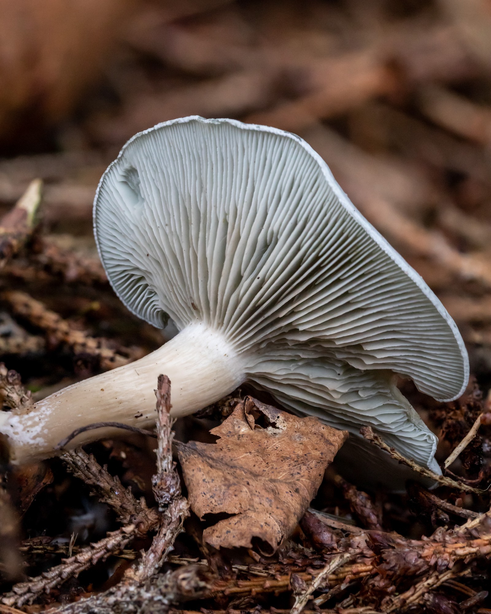 Clitocybe odora