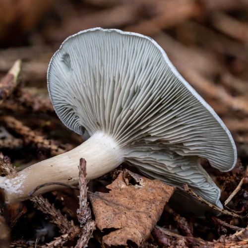 Clitocybe odora