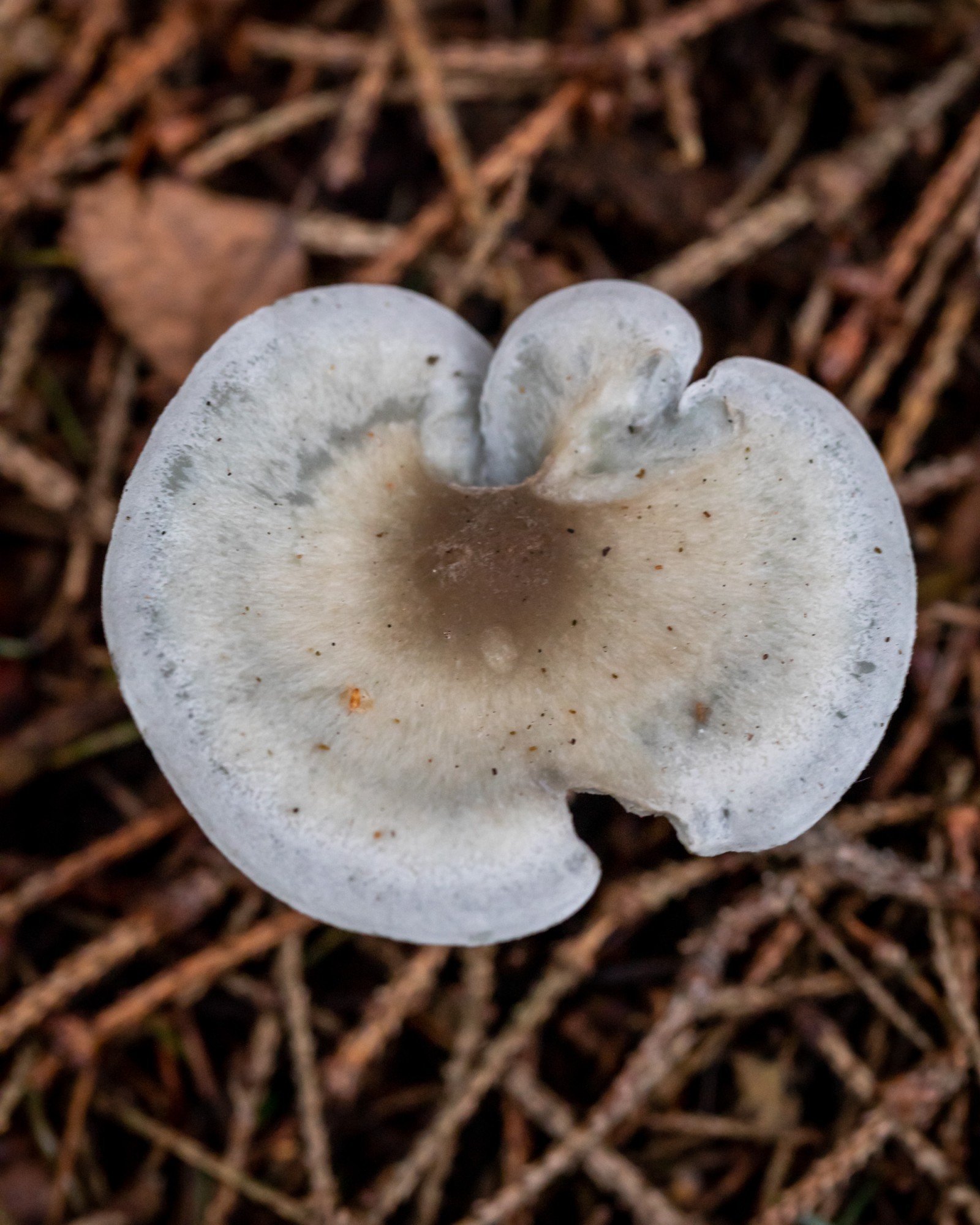 Clitocybe odora