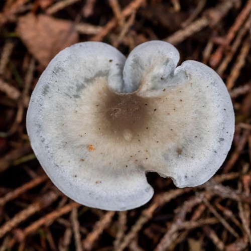 Clitocybe odora