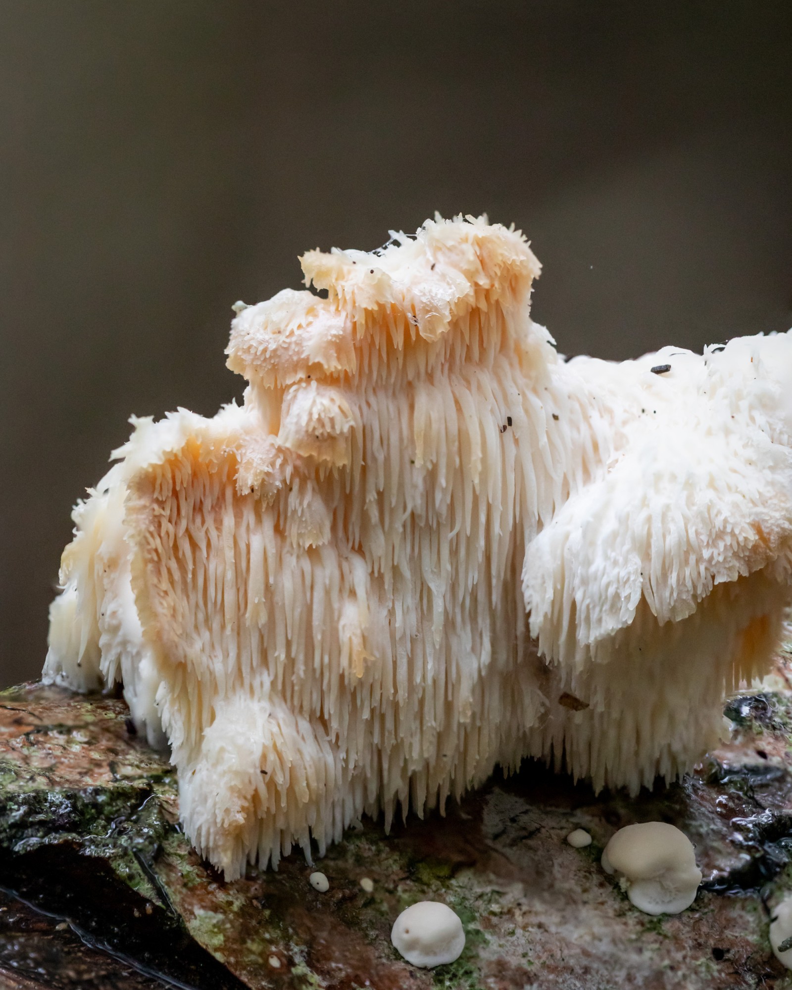 Hericium erinaceus