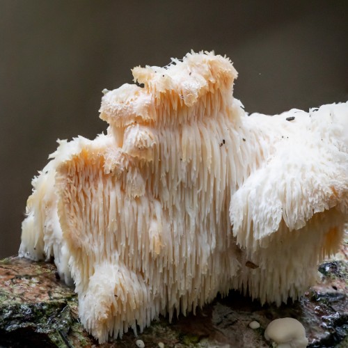 Hericium erinaceus