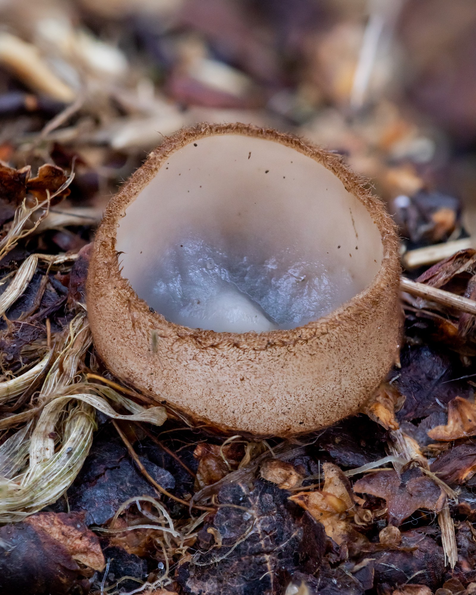 Humaria hemisphaerica