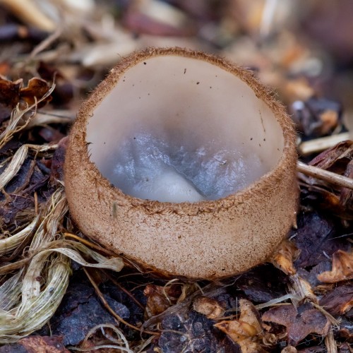 Humaria hemisphaerica
