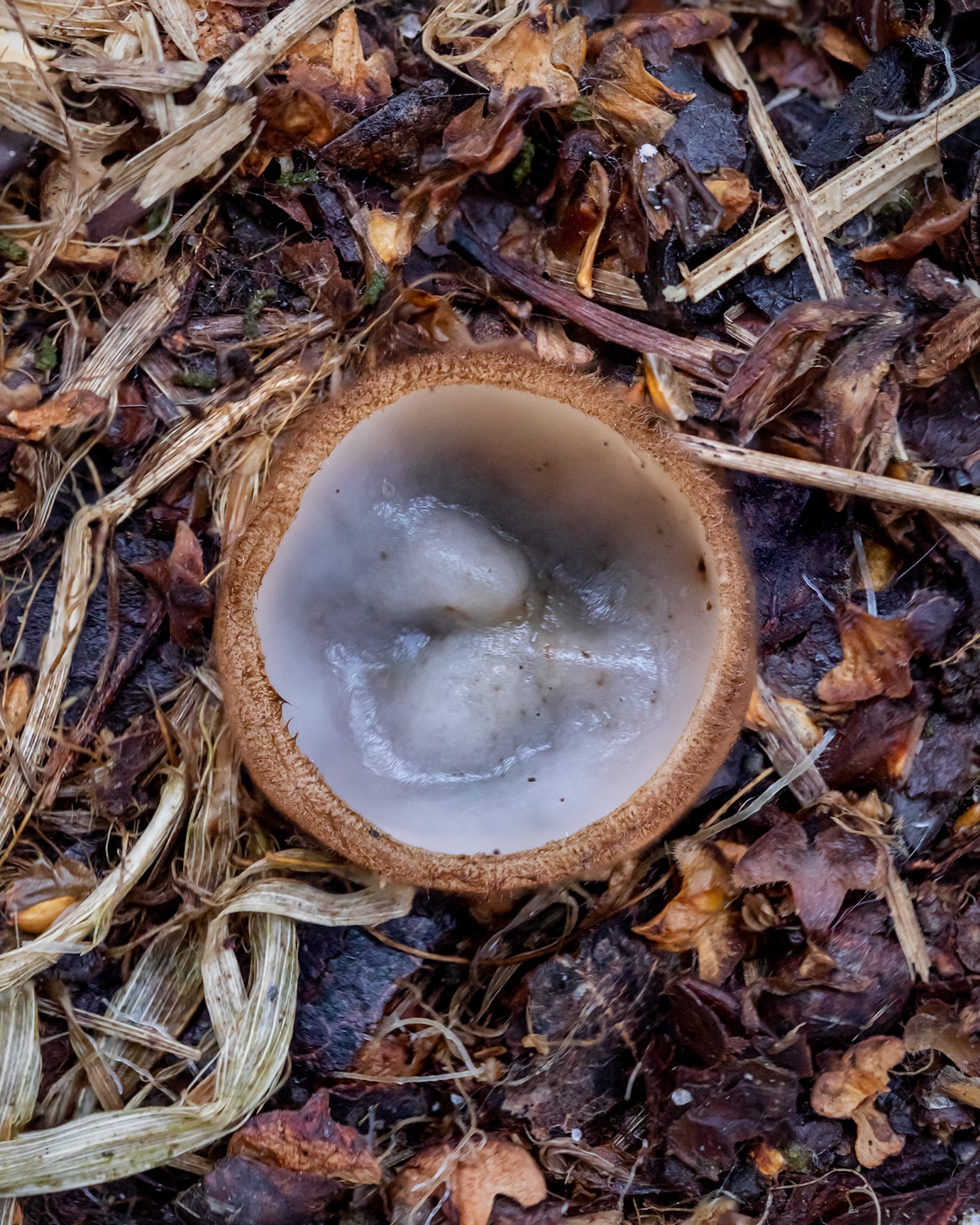 Humaria hemisphaerica