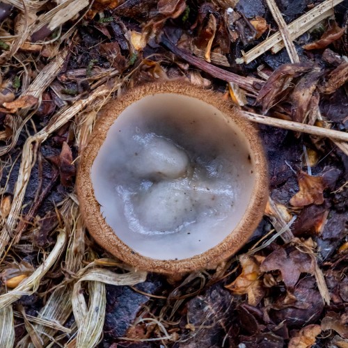 Humaria hemisphaerica