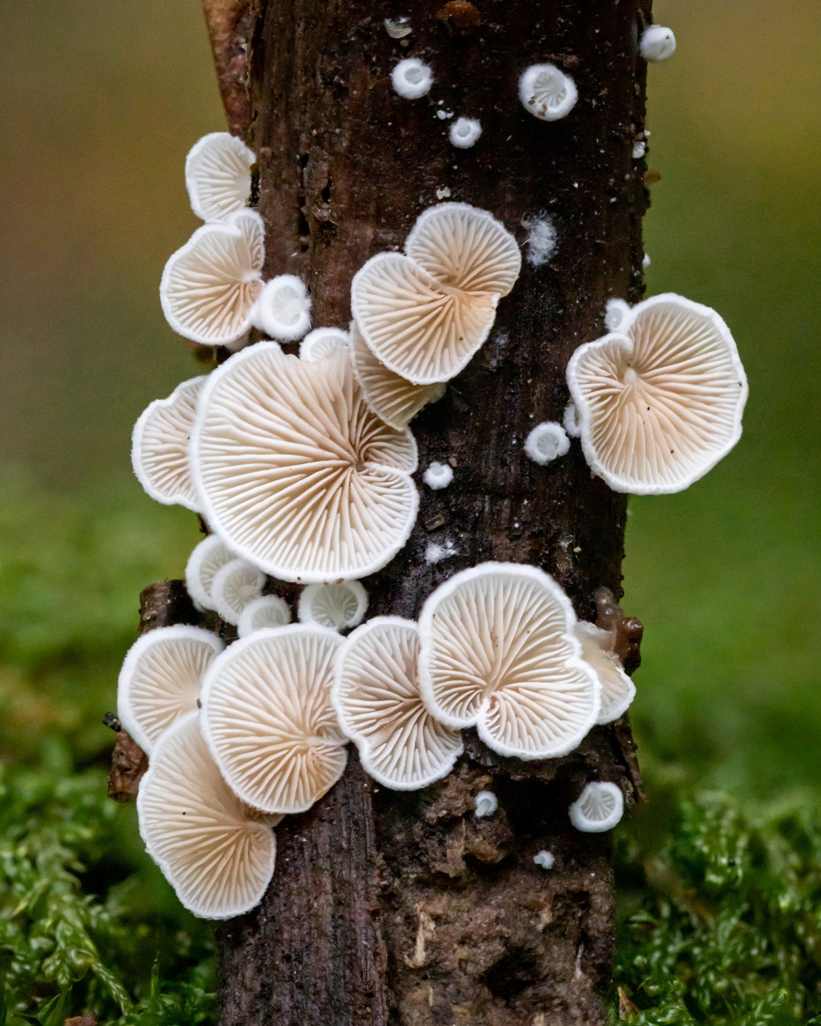 Crepidotus sp.