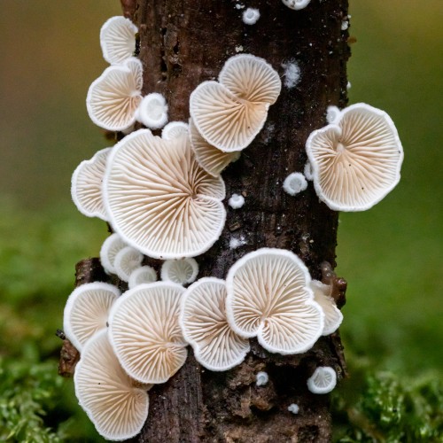 Crepidotus sp.