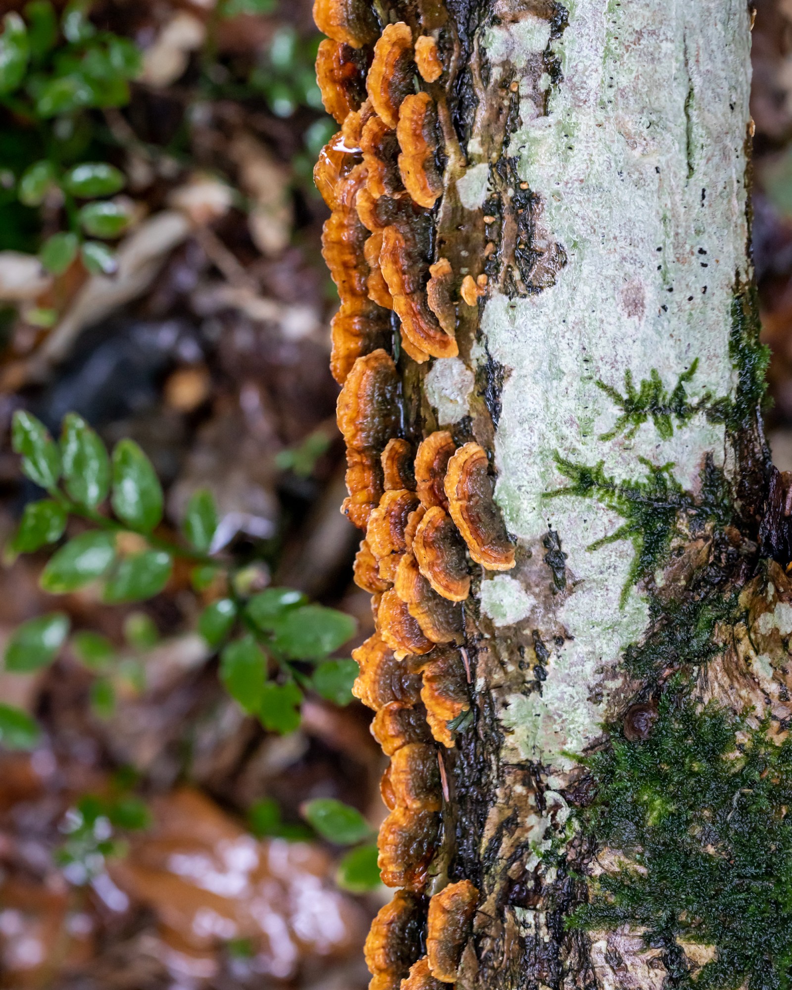 Stereum hirsutum