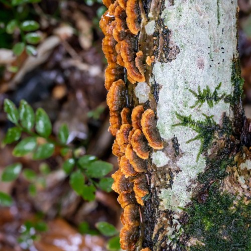 Stereum hirsutum