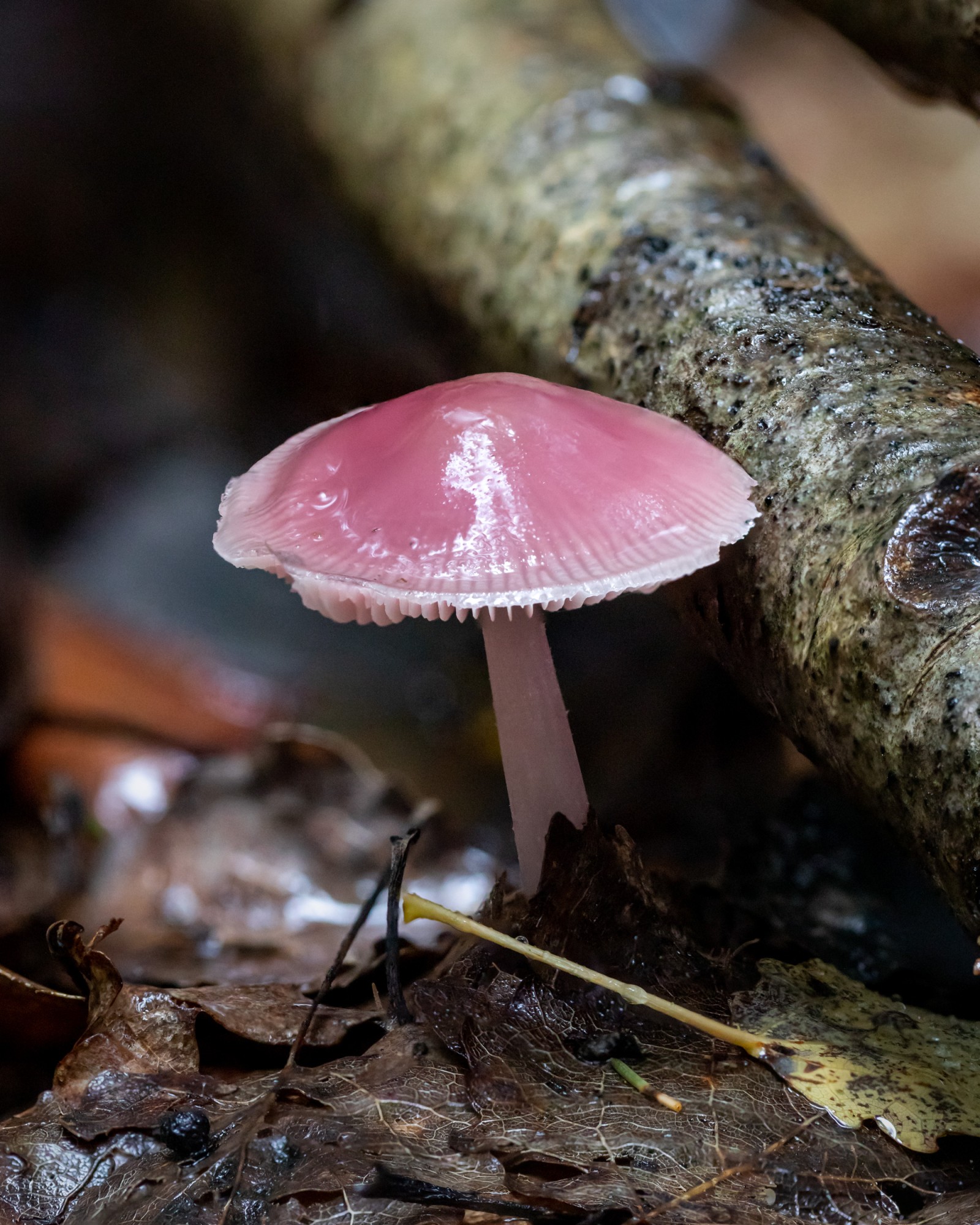 Mycena rosea