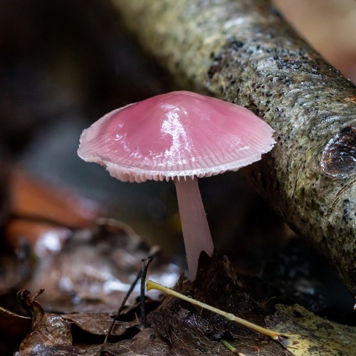 Mycena rosea