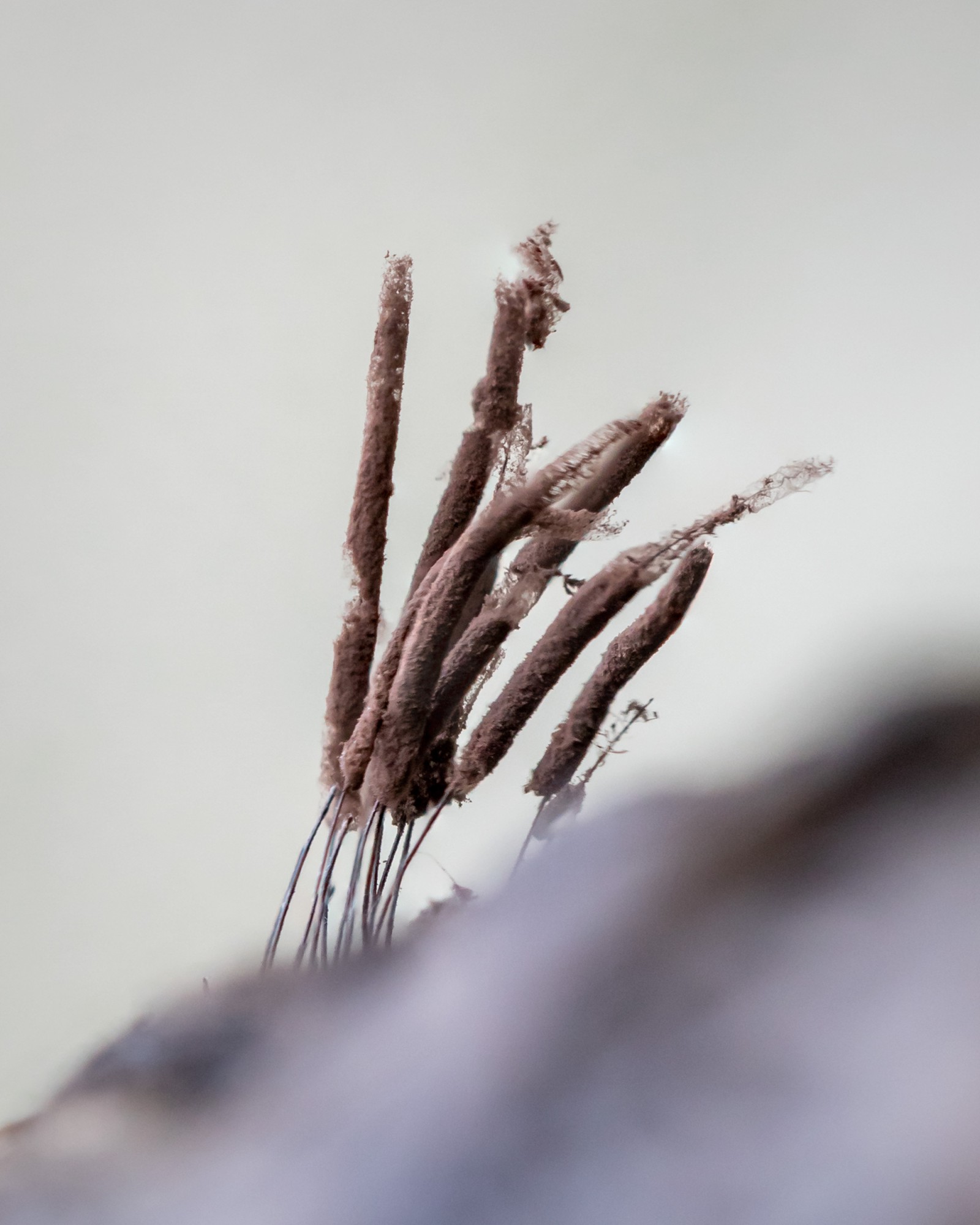 Stemonitis sp.