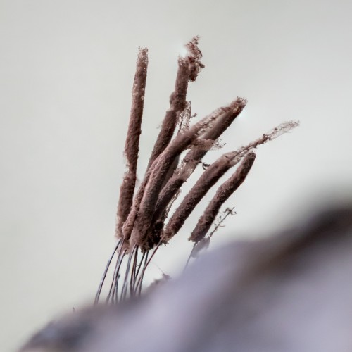 Stemonitis sp.