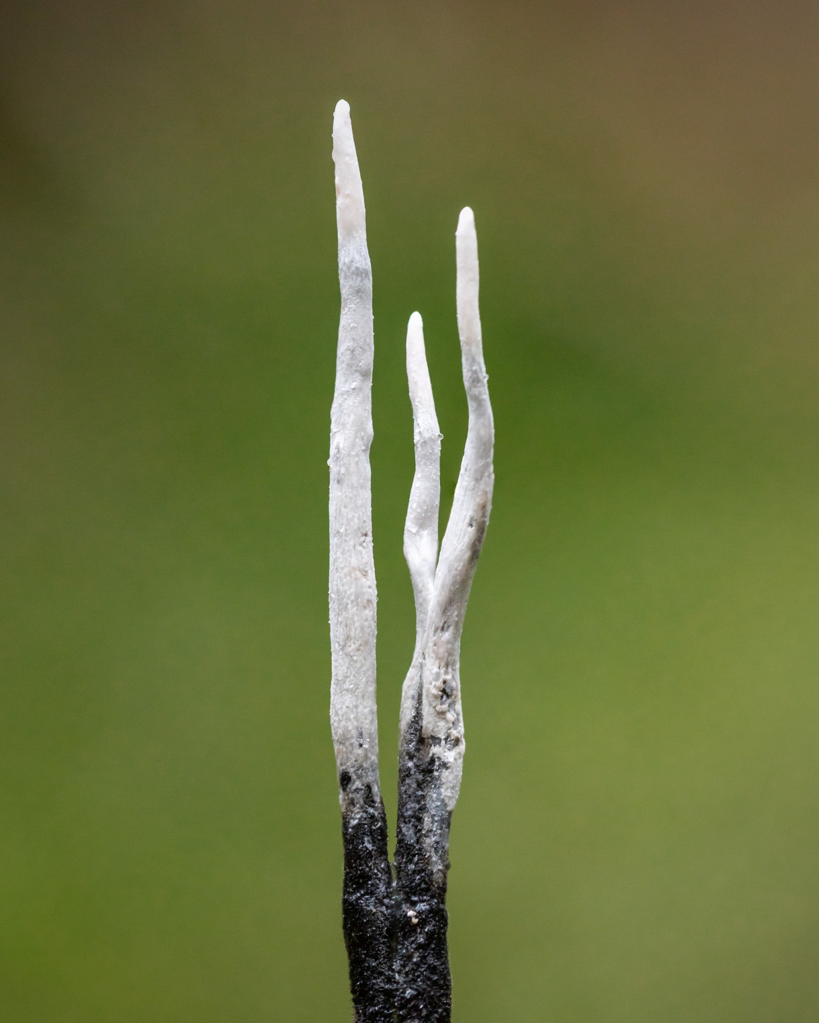 Xylaria hypoxylon