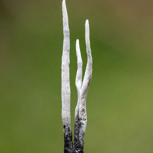 Xylaria hypoxylon