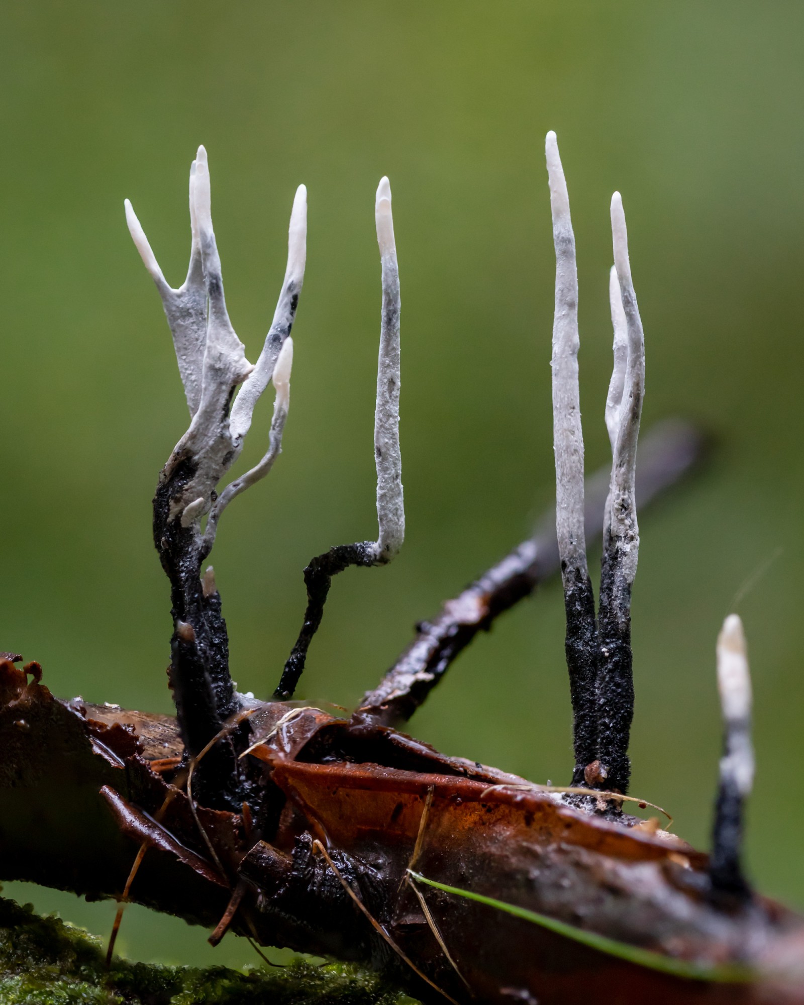 Xylaria hypoxylon