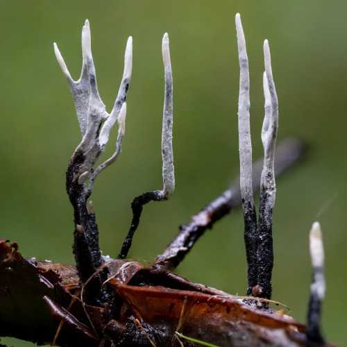 Xylaria hypoxylon
