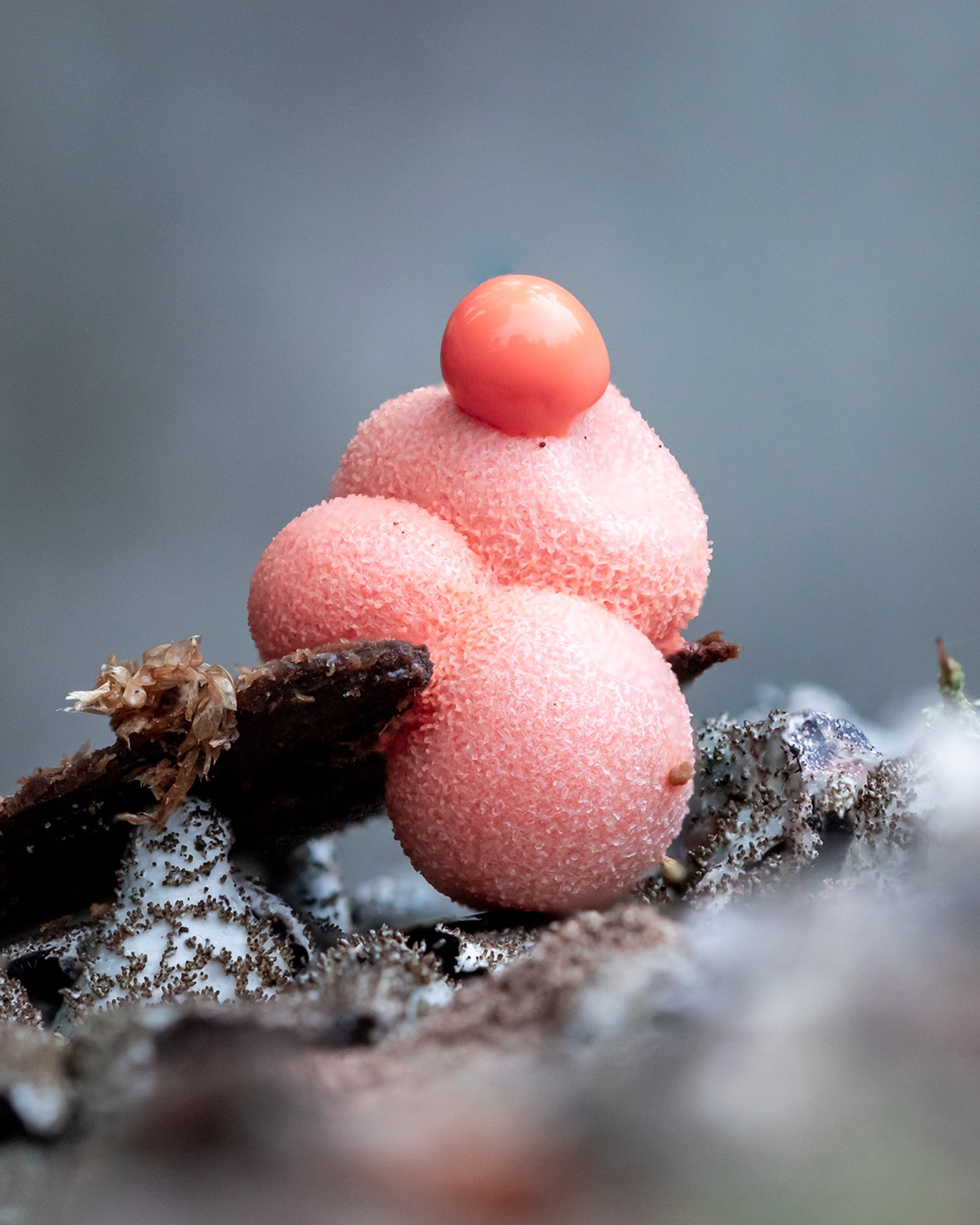 Lycogala epidendrum