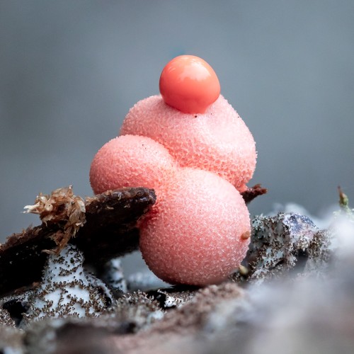 Lycogala epidendrum