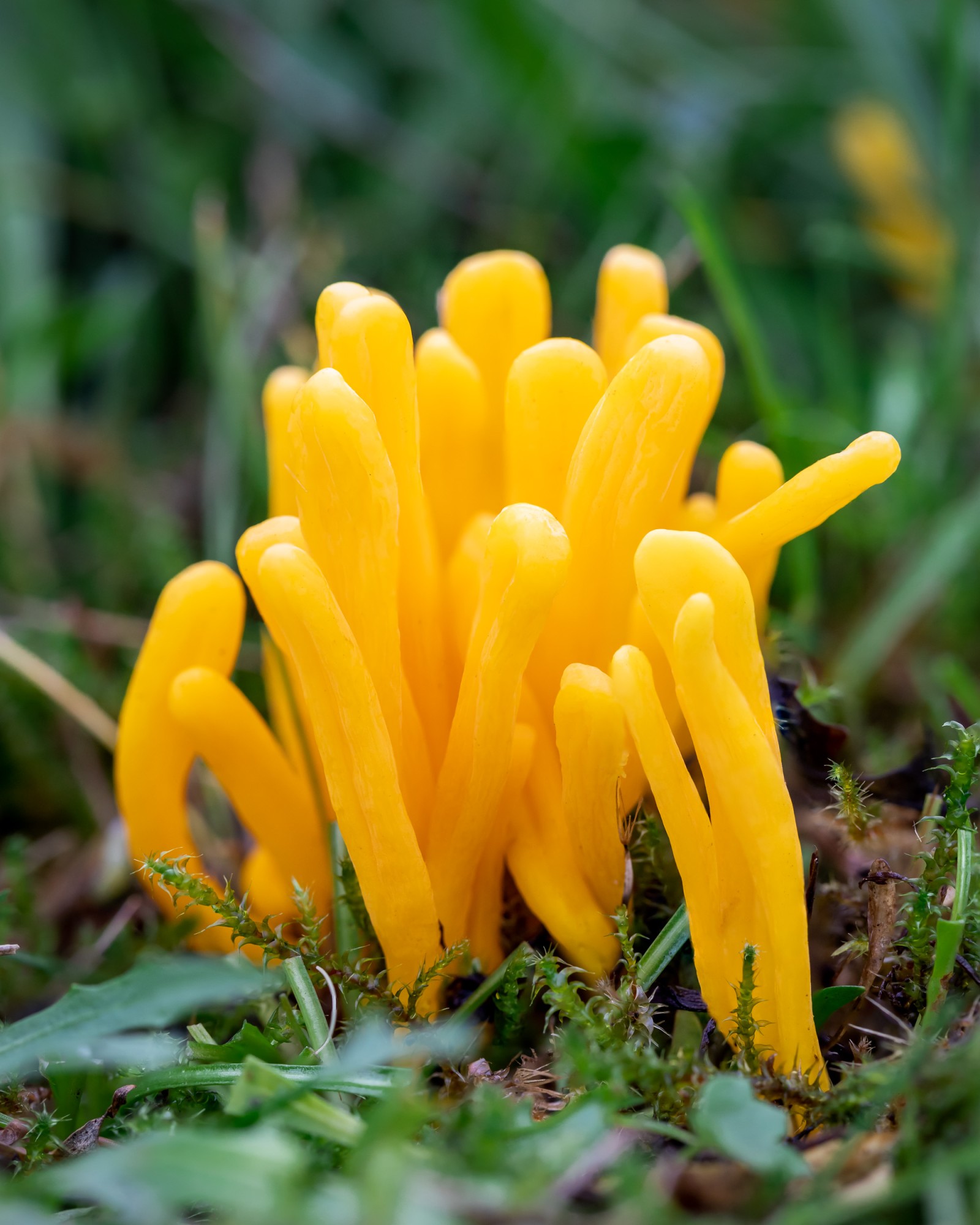 Clavulinopsis helvola