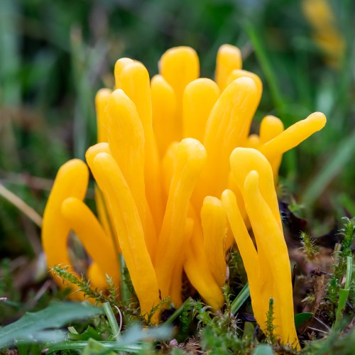 Clavulinopsis helvola