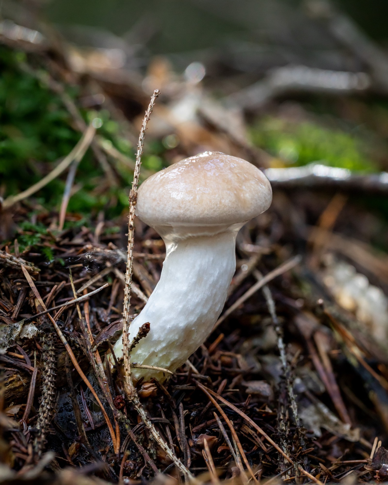 Gomphidius glutinosus